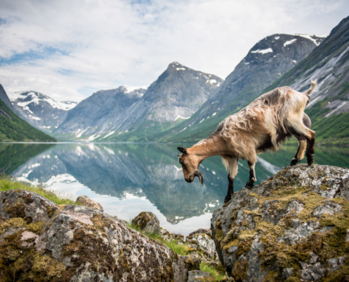 Foto: Sverre Hjørnevik